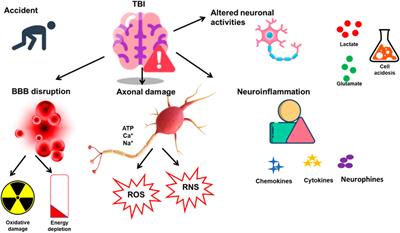 The neuroprotective potential of phytochemicals in traumatic brain injury: mechanistic insights and pharmacological implications